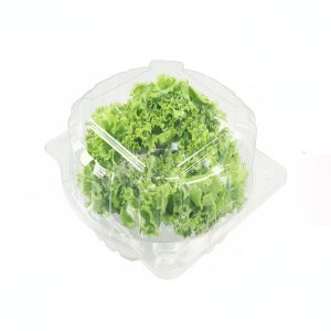 Clear Hinged PET Clamshell Packaging for Fresh Living Butterhead Lettuce